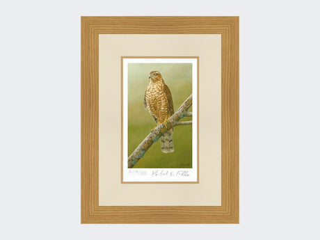 Sparrowhawk-at-Braigo-Print-Light-Oak