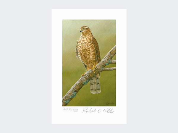 Sparrowhawk at Braigo | Limited Edition Art Print