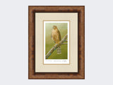 Sparrowhawk-at-Braigo-Print-Medium-Walnut-Burr