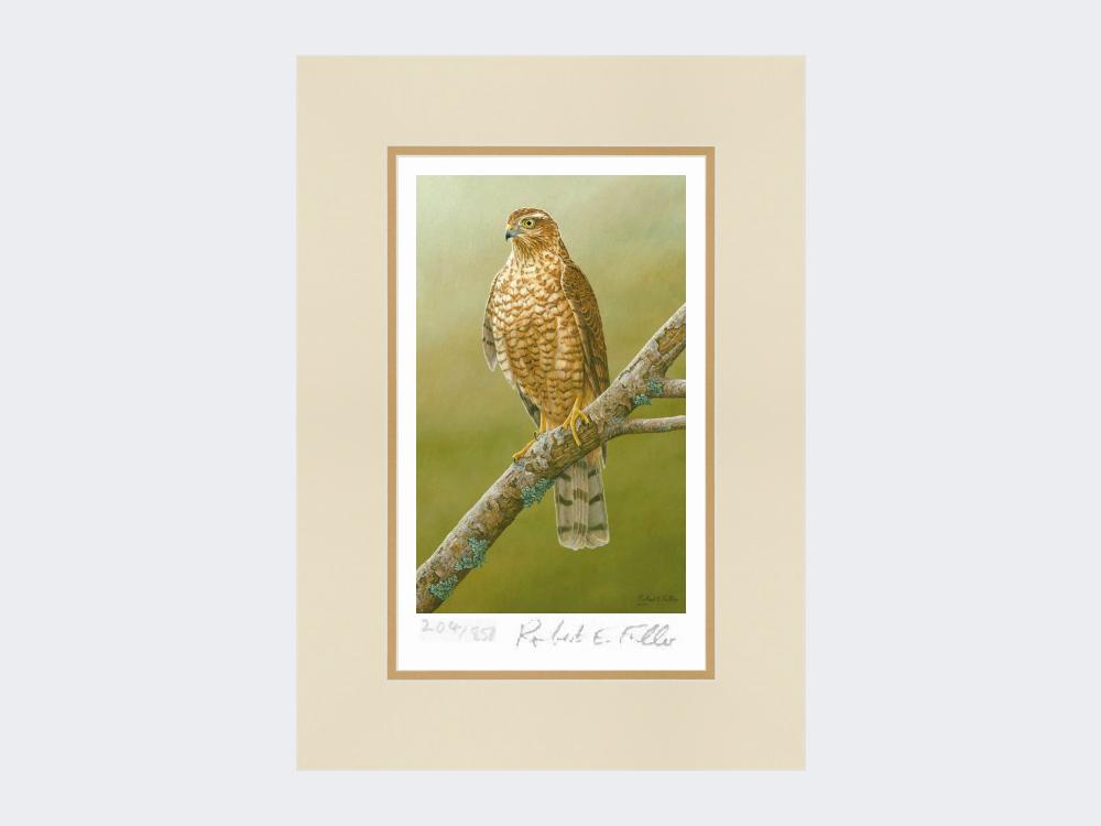 Sparrowhawk-at-Braigo-Print-Mounted-Print-Only