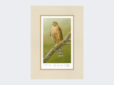 Sparrowhawk-at-Braigo-Print-Mounted-Print-Only