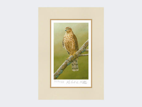 Sparrowhawk-at-Braigo-Print-Mounted-Print-Only