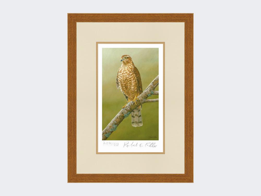 Sparrowhawk-at-Braigo-Print-Rustic-Country