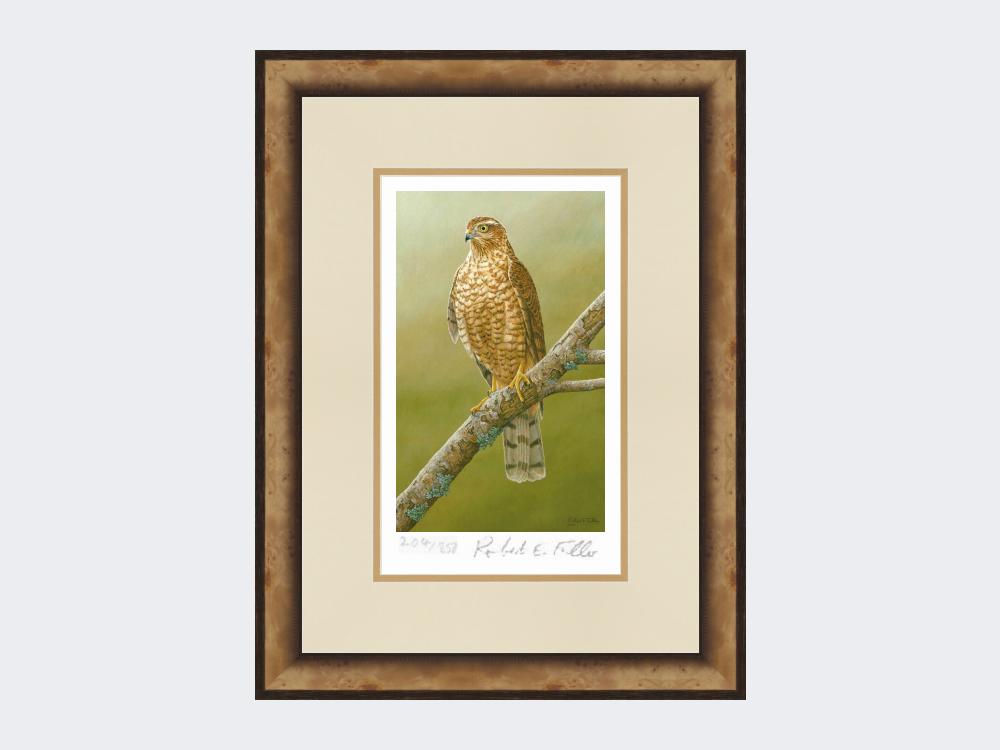 Sparrowhawk-at-Braigo-Print-Small-Light-Burr