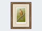 Sparrowhawk-at-Braigo-Print-Small-Light-Burr