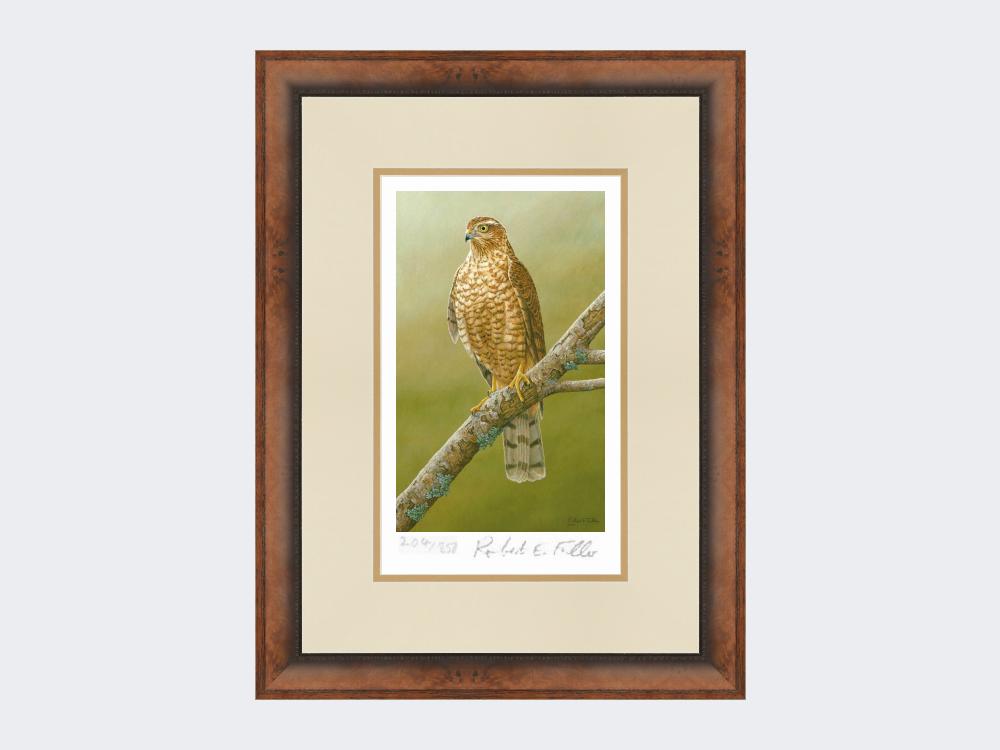 Sparrowhawk-at-Braigo-Print-Small-Walnut-Burr