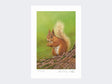 Squirrel-of-Aviemore-Print-Loose-Print-Only