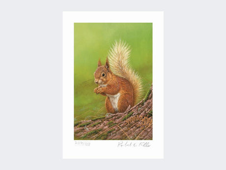 Squirrel-of-Aviemore-Print-Loose-Print-Only