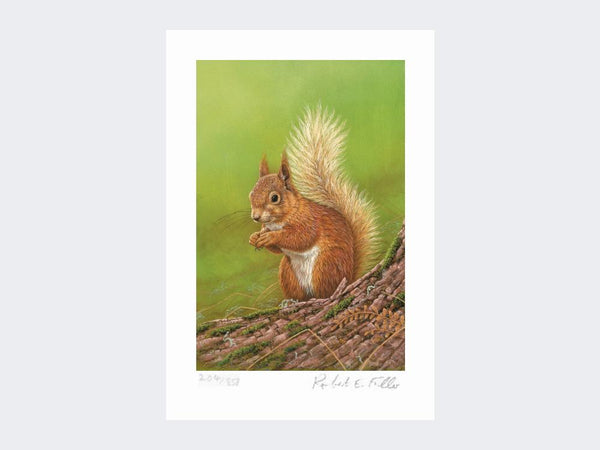 Squirrel of Aviemore | Limited Edition Art Print