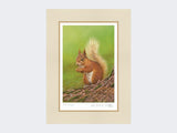 Squirrel-of-Aviemore-Print-Mounted-Print-Only