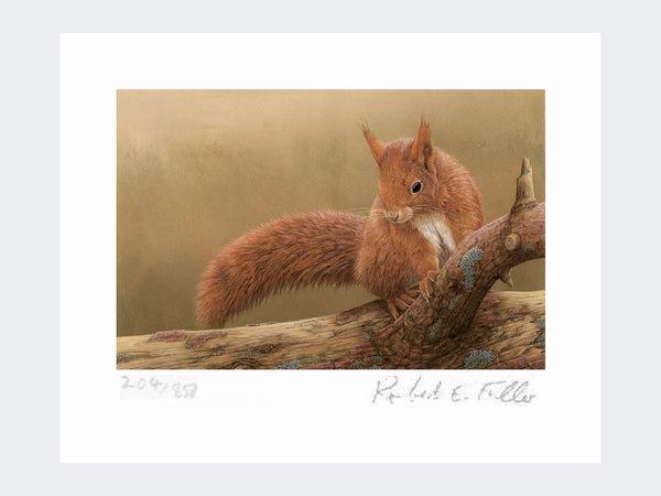 Squirrel of Formby | Limited Edition Art Print