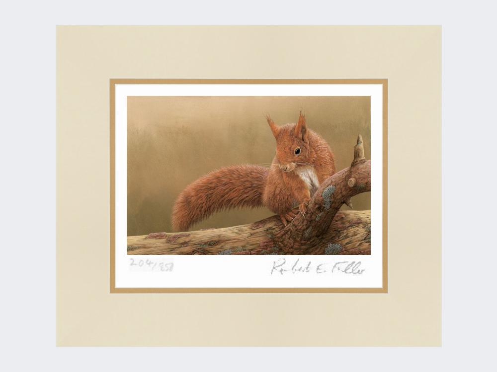 Squirrel-of-Formby-Print-Mounted-Print-Only