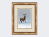 Studley-Royal-Stag-Print-Medium-Light-Burr