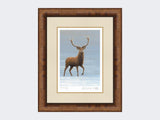 Studley-Royal-Stag-Print-Medium-Walnut-Burr