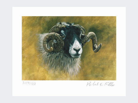 Swaledale-Print-Loose-Print-Only