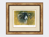 Swaledale-Print-Medium-Light-Burr