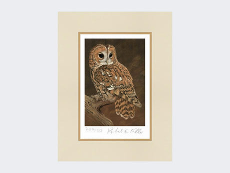 Tawny-Owl-on-Lookout-Print-Mounted-Print-Only