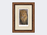 The-Lion-King-Print-Medium-Walnut-Burr