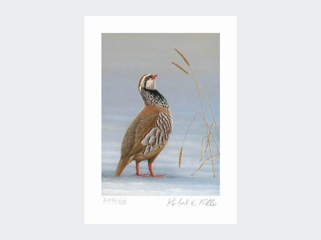 The-Proud-Partridge-Print-Loose-Print-Only