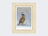 The-Proud-Partridge-Print-Mounted-Print-Only