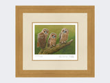 Three-Tawny-Owls-Print-Light-Oak