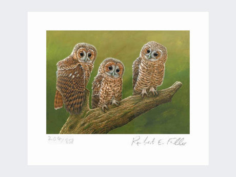 Three-Tawny-Owls-Print-Loose-Print-Only