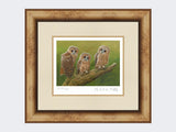 Three-Tawny-Owls-Print-Medium-Light-Burr