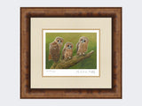 Three-Tawny-Owls-Print-Medium-Walnut-Burr