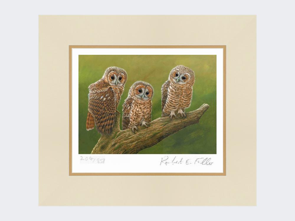 Three-Tawny-Owls-Print-Mounted-Print-Only