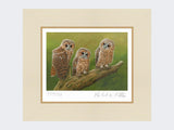 Three-Tawny-Owls-Print-Mounted-Print-Only