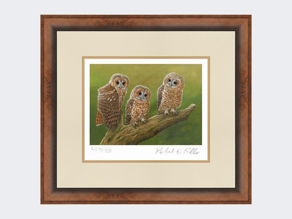 Three-Tawny-Owls-Print-Small-Walnut-Burr