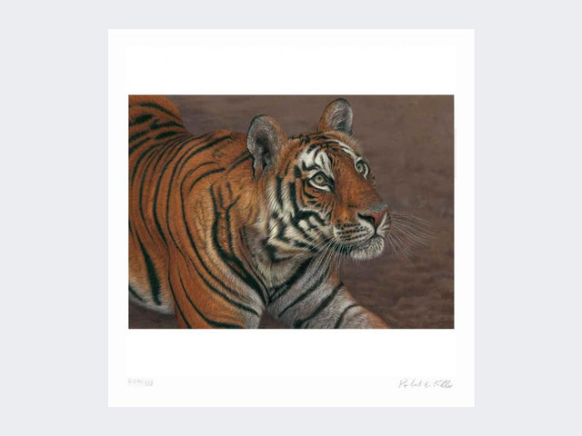 Tiger-of-Bandhavgarh-Loose-Print-Only (1)