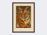 Tiger-of-Kanha-Print-Harvest-Twist