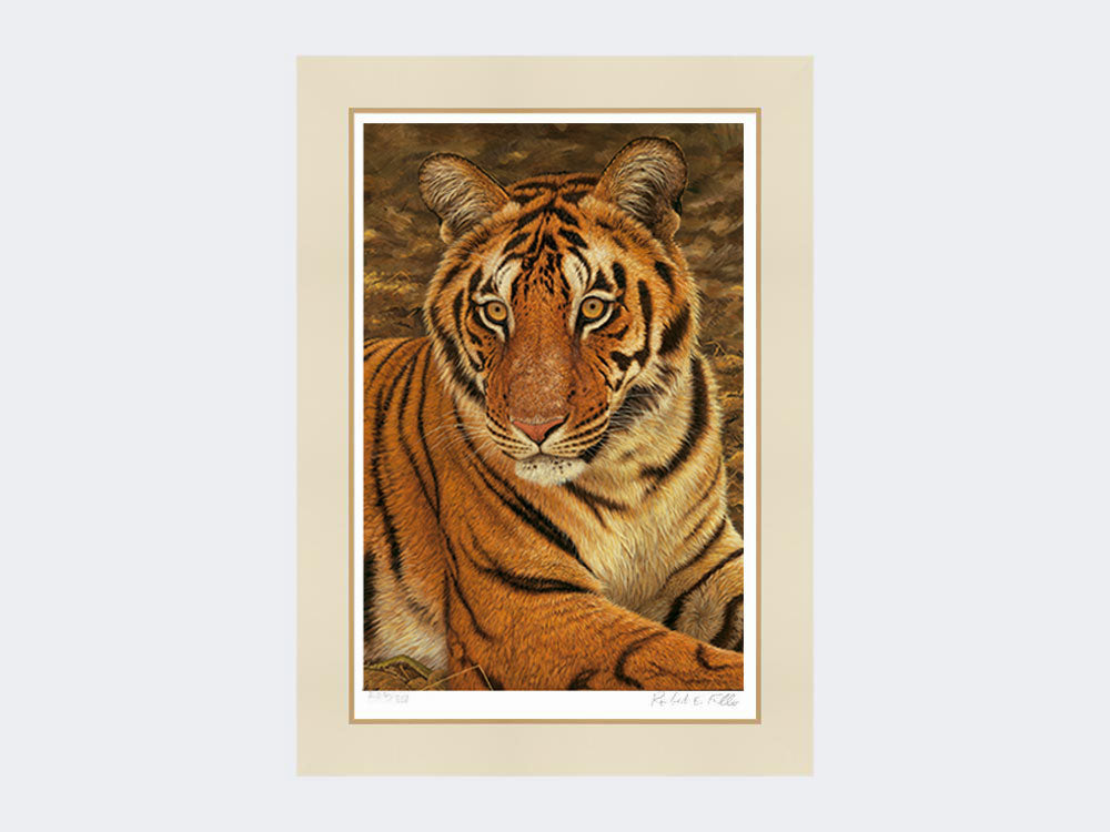 Tiger-of-Kanha-Print-Mounted-Print-Only