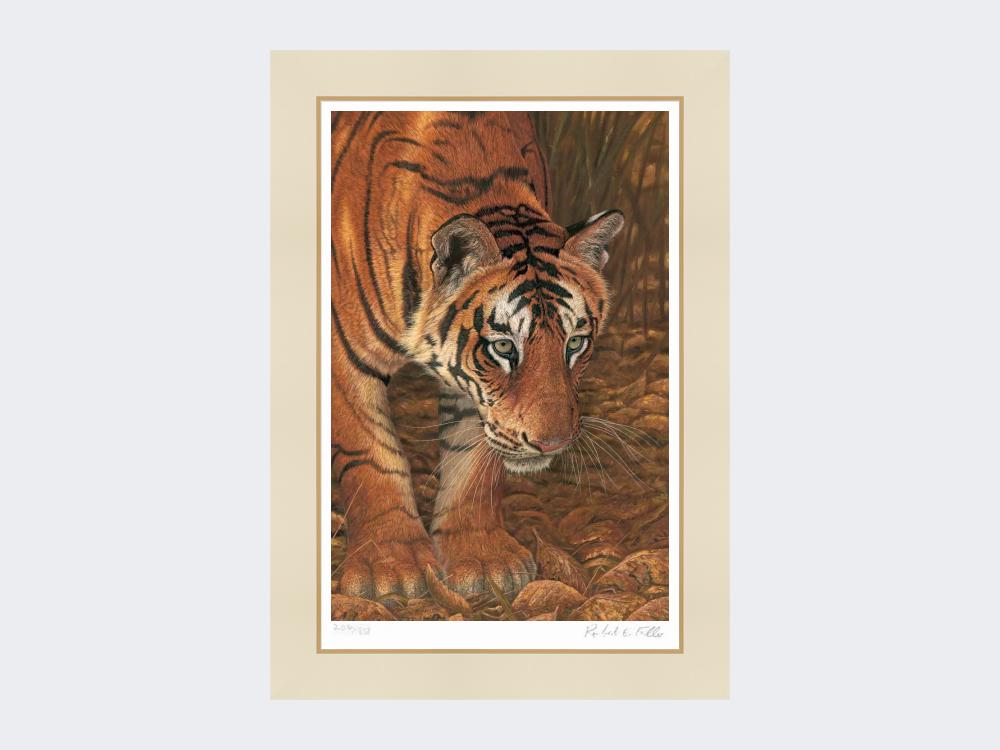 Tiger-out-of-the-Shadows-Mounted-Print-Only