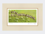 Tree-Sparrows-Print-Mounted-Print-Only