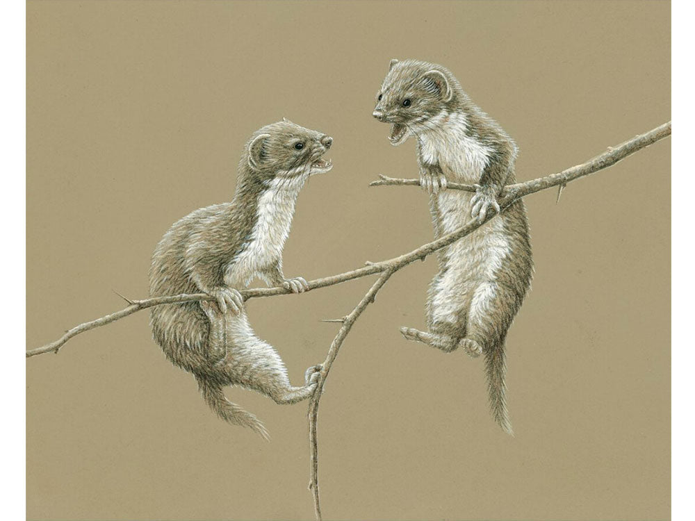 Two-Weasel-Kits