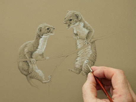 Two-Weasel-Kits2