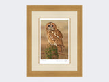 Watchful-Tawny-Owl-Print-Light-Oak