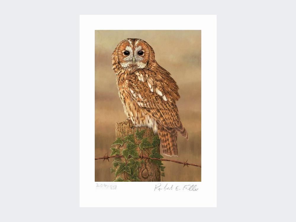 Watchful-Tawny-Owl-Print-Loose-Print-Only