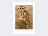 Watchful-Tawny-Owl-Print-Loose-Print-Only