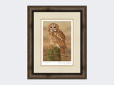 Watchful-Tawny-Owl-Print-Medium-Dark-Grey-Burr