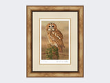 Watchful-Tawny-Owl-Print-Medium-Light-Burr