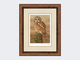 Watchful-Tawny-Owl-Print-Medium-Walnut-Burr