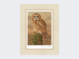 Watchful-Tawny-Owl-Print-Mounted-Print-Only