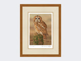 Watchful-Tawny-Owl-Print-Rustic-Country