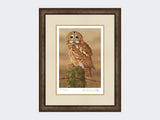 Watchful-Tawny-Owl-Print-Small-Dark-Grey-Burr