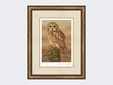 Watchful-Tawny-Owl-Print-Small-Light-Burr