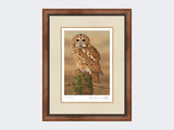 Watchful-Tawny-Owl-Print-Small-Walnut-Burr