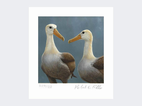 Waved Albatross Print